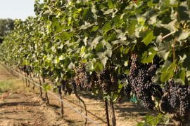 <p>Grapevines in the campus vineyards at the Robert Mondavi Institute for Wine and Food Science at UC Davis. </p>
<p>UC Davis</p>
