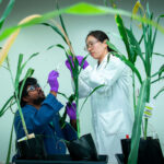 <p>Mi Yeon Lee and Ramana Pidatala examine sorghum plants in JBEI&#8217;s plant growth chamber.  (Credit: Thor Swift/Berkeley Lab)</p>
