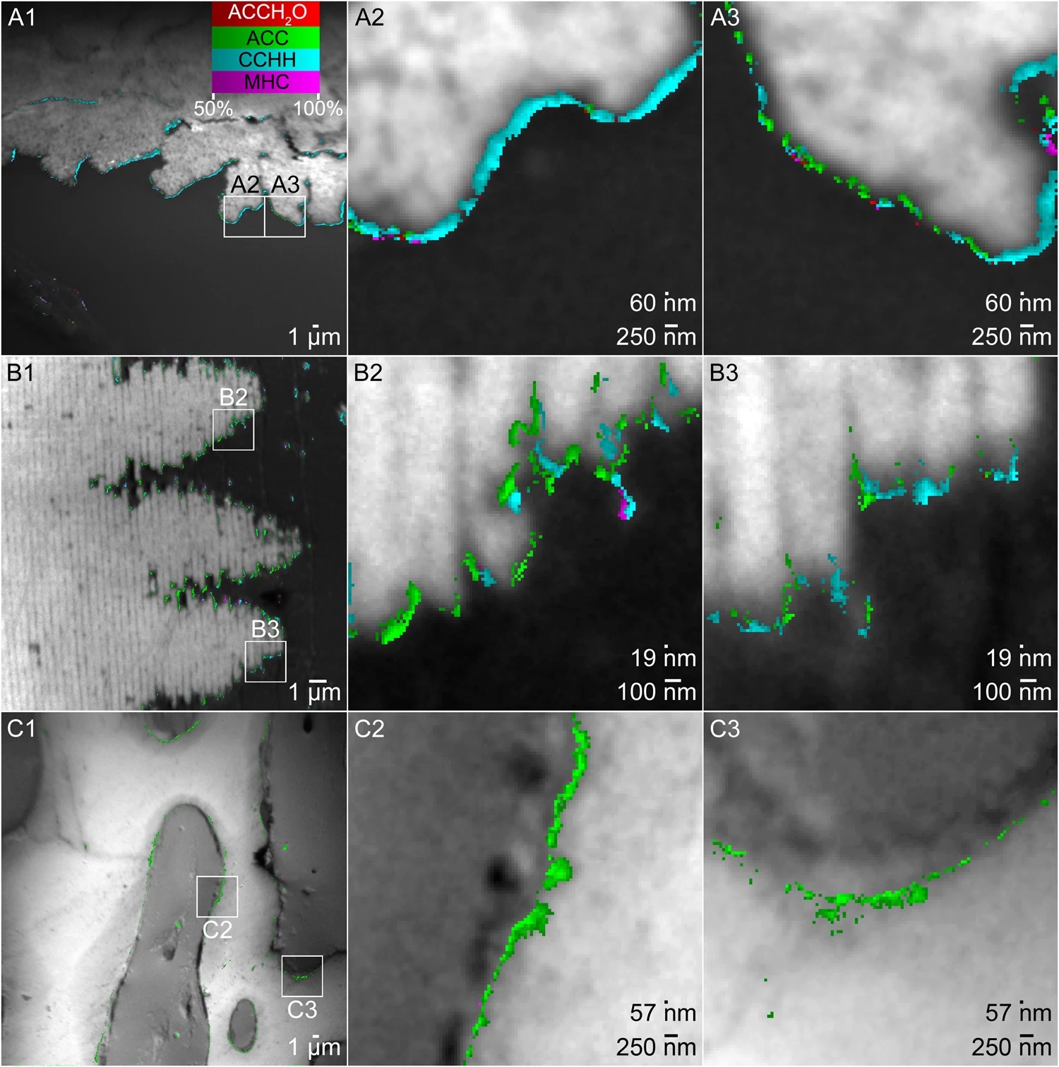<p>Researchers imaged biominerals in sea creatures, including coral skeleton (top line), abalone shell nacre (middle line), and sea urchin spine (bottom line). The middle and right columns magnify the sections indicated by boxes in the left images. Using Myriad Mapping, the images are overlaid with colors showing what minerals are present. Cyan areas show an unexpected mineral (CCHH) alongside other building blocks (red, green, and magenta).</p>
