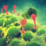 <p>Bacteriophage viruses attacking bacteria (Credit: nobeastsofierce/Adobe Stock)</p>
