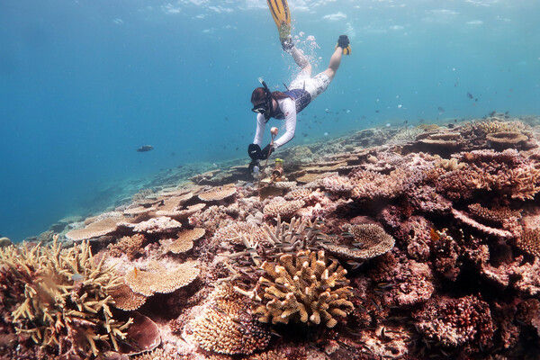 Postdoc Kristen Brown diving in the reef to obtain samples