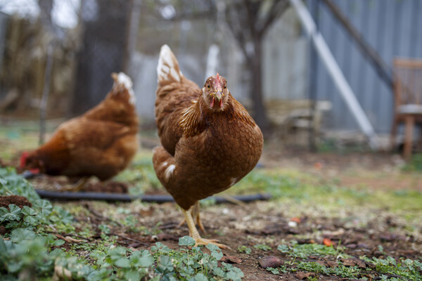 Two chickens in a grassy yard