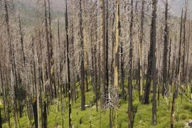 <p>Wildfires have ravaged portions of the Sierra Nevada, such as this section along Route 41 south of Yosemite National Park, and UCI Earth system scientists expect the situation to get worse. In a new paper in Sciences Advances, the researchers say that for each 1 degree Celsius rise in temperature, the chance of fire jumps 19 percent to 22 percent. Brian Bell / UCI</p>
