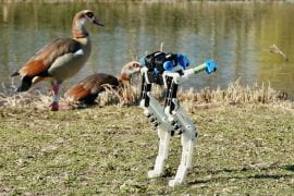 <p>The BirdBot prototype Monica Daley helped develop demonstrates principles that could improve the performance of bipedal robots and human prosthetics.</p>
<p>Dynamic Locomotion Group at the Max Planck Institute for Intelligent Systems and UCI</p>
