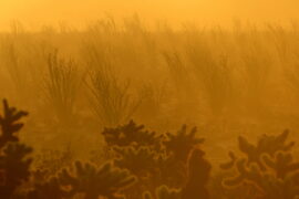 <p>At sunrise, fog descends on an ocotillo forest in Anza-Borrego Desert in Southern California. Sicco Rood / Steele/Burnand Anza-Borrego Desert Research Center</p>
