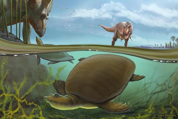 Illustration of ancient turtle in water with Tyrannosaurus walking on ground nearby