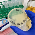 <p>Albert Liu checking some culture plates of a strain of E. coli with the genes to make form II rubisco. (Credit: Albert Liu)</p>
