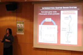 <p>Deborah Lutterschmidt, UCI associate professor of ecology and evolutionary biology, delivers the Grace Pickford Medal Lecture at an international endocrinology meeting in Portugal in September, an honor given to winners of the Grace Evelyn Pickford Medal in Comparative Endocrinology. UCI </p>
