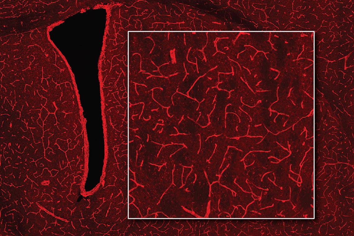 Image: Courtesy of the researchers 