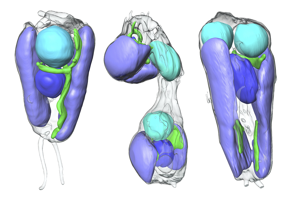 <p>These images, generated by soft X-ray tomography performed by Berkeley Lab scientists, show the algae at different stages of cell division. UCYN-A, the nitrogen-fixing entity now considered an organelle, is cyan; the algal nucleus is depicted in blue, mitochondria are green, and chloroplasts are lilac. (Credit: Valentina Loconte/Berkeley Lab)</p>

