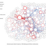 <p>Studying the potential of hundreds of plant transcription factors to turn on and off genes allows scientists to annotate regulatory activity in previously described gene networks. This will help scientists understand how large groups of transcription factors regulate their target genes during drought stress and varying nutrient availability. (Credit: Niklas Frederik Christopher Hummel/Berkeley Lab)</p>
