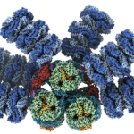 <p>Researchers revealed, with nearly atomic precision, the biological structure of an “antenna” used by cyanobacteria for photosynthesis. Knowing the position of different proteins and pigments (shown in different colors) helps researchers better understand this natural process and can inspire future applications in areas such as renewable energy. Credit: The Kerfeld Lab/Nature</p>
