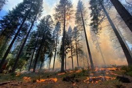 <p>An interdisciplinary team of researchers at the University of California, Irvine, recently spent time at the University of California&#8217;s Blodgett Forest Research Station in the Sierra Nevada mountain range. The researchers conducted field studies of the impact of wildfires on California&#8217;s alpine ecosystems. Audrey Odwuor / UCI</p>
