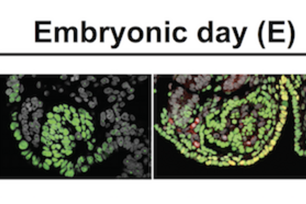 Four images labeled embryonic day showing the development of the precursors to sexual organs