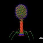 <p>An atomic structural model of a T4 phage, which is the type edited in this research. (Credit: Dr. Victor Padilla-Sanchez/Wikimedia Commons)</p>
