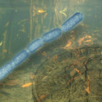 <p>Artistic rendering of Ca. Thiomargarita magnifica with dime. (Credit: Mangrove photo by Pierre Yves Pascal; Illustration by Susan Brand/Berkeley Lab)</p>
