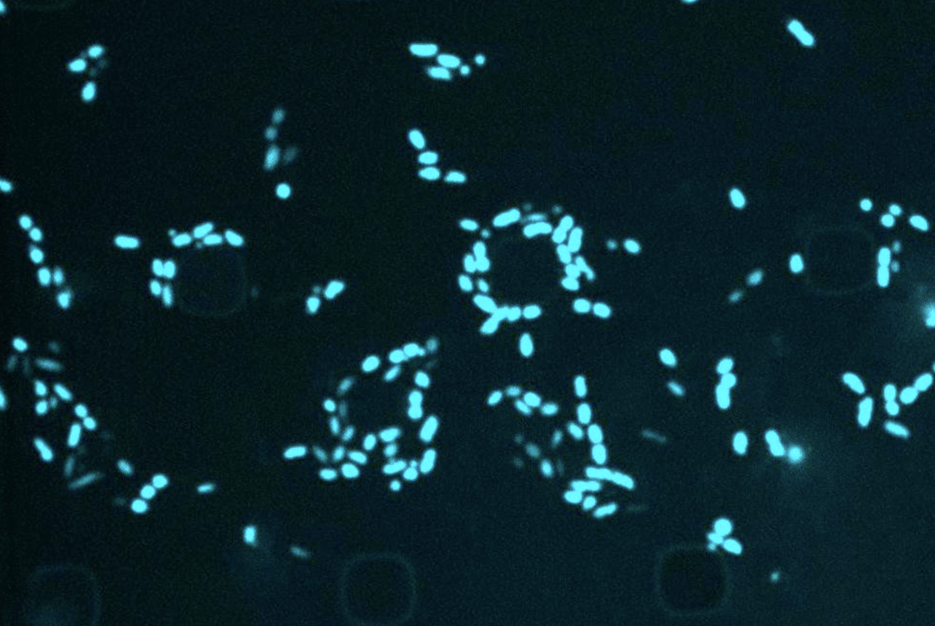 Image courtesy of the researchers. 