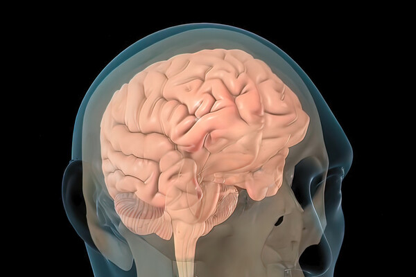 Human brain.