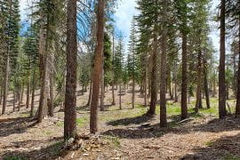 <p>Forest restoration projects such as the one at French Meadows in Tahoe National Forest (above) help reduce wildfire severity and offer improved ecosystem services, resulting in better air and water quality, researchers say. Roger Bales / UC Merced</p>
