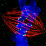 <p>A chromosome (blue) imaged during cell replication. The chromosome is duplicated, and protein strands called spindle fibers (red) are attaching to chromosome copies and pulling them apart, so that the two cells each get one copy. The spindle fibers attach to the chromosomes due to the centromere. (Credit: Zeiss Microscopy/Flickr)</p>
