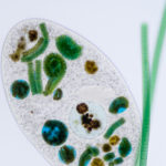 <p>A protist of the Frontonia genus. (Credit: iStock/Sinhyu)</p>
