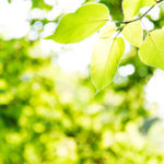 <p>A new study finds that plants are photosynthesizing more in response to more carbon dioxide in the atmosphere, but nowhere near enough to remove all emissions. (Credit: baona/iStock)</p>
