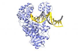<p>This image shows the Taq enzyme in its open configuration waiting for a new chemical base to arrive so it can try to fit it to a DNA chain. Max Strul / UCI and Lorena Beese laboratory / Duke University</p>

