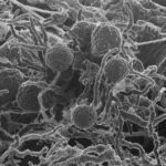 <p>A scanning electron micrograph of Neocallimastix californiae. (Credit: Chuck Smallwood/Pacific Northwest National Laboratory)</p>
