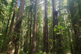 <p>Redwood forests such as this one in California’s Humboldt County are key components of the state’s climate change mitigation efforts, but UCI researchers suggest that ongoing greenhouse gas emissions may limit the ability of trees to remove carbon dioxide from the atmosphere. Shane Coffield / UCI</p>
