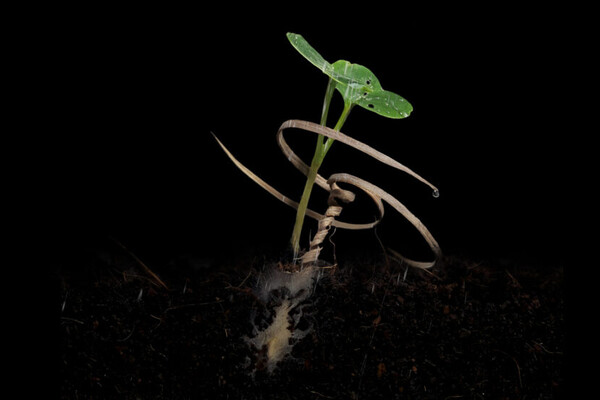Closeup of a seedling sprouting.