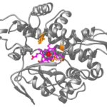 <p>An artificial metalloenzyme based on the natural enzyme called P450 (gray structure). UC Berkeley chemists created a heme molecule (magenta) with an embedded iridium atom (red) that, in E. coli, was incorporated into P450 to execute a reaction unknown in the natural world. (UC Berkeley image by Brandon Bloomer)</p>
