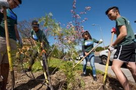 <p>Campus housing and student volunteers plant various environmentally-friendly trees and ground cover in Palo Verde housing at UCI.<br />
Steve Zylius / UCI</p>
